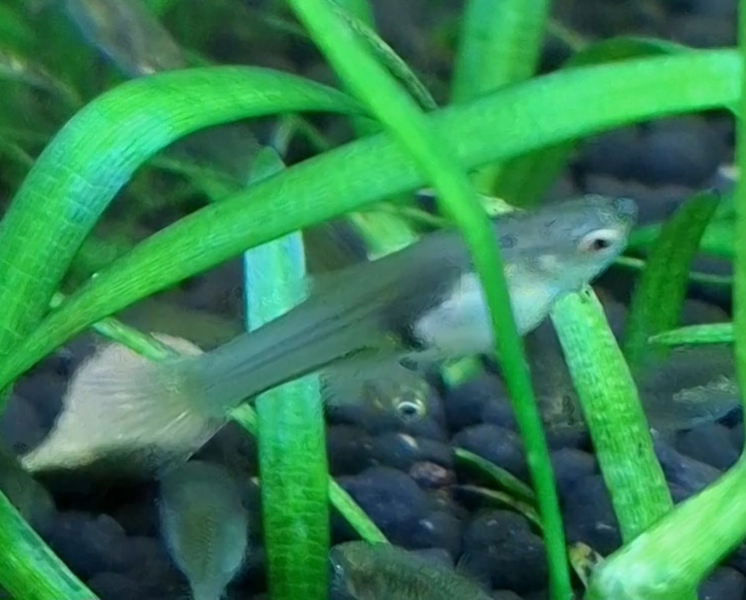 Guppy Endler fêmeas