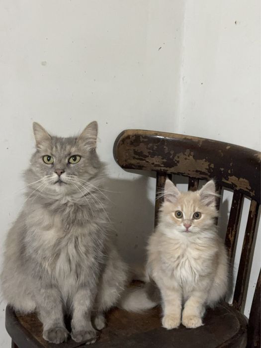 Віддам в хороші руки кошеня