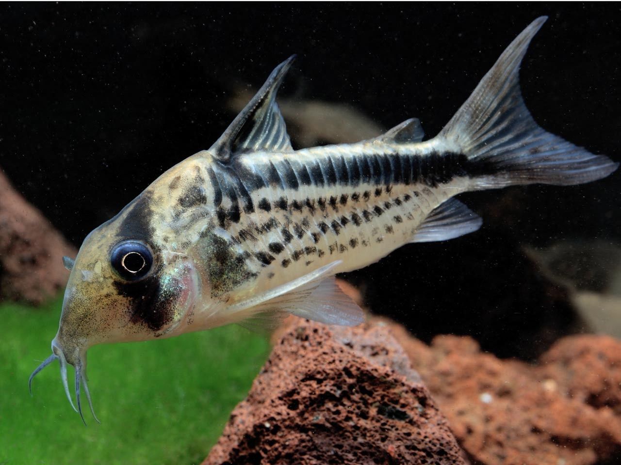 Kirys skośnopręgi (corydoras loxozonus) MASSON