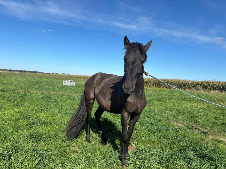 Sprzedam koniki polskie