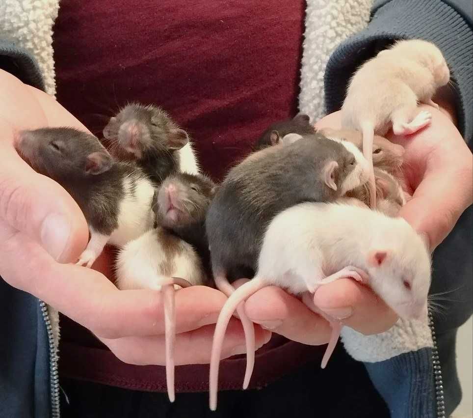 Малі пацюки щури щурики