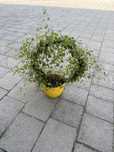 Muehlenbeckia complexa- Mulenbekia gęsta