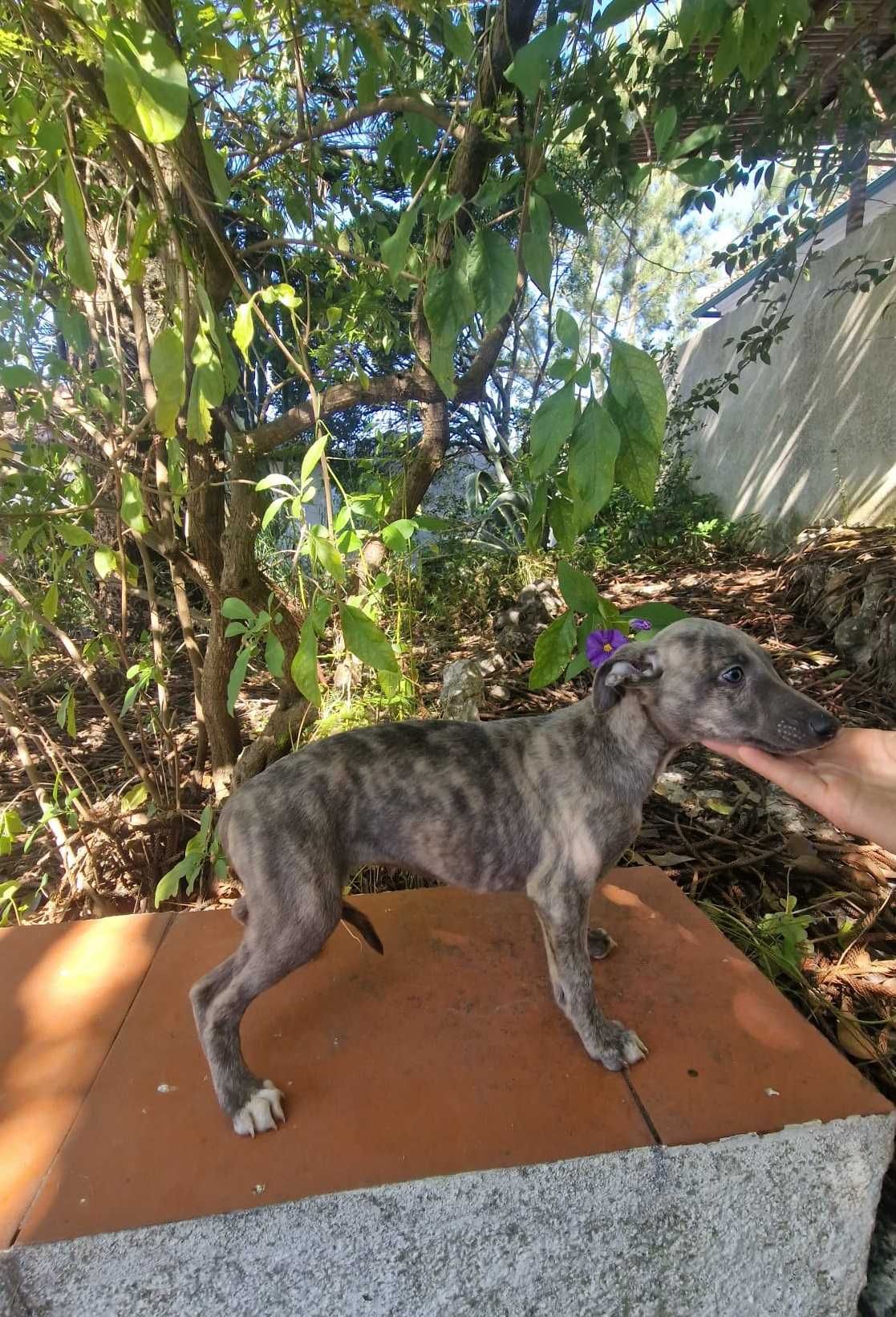Galguinho/a Whippet Tigrado/a