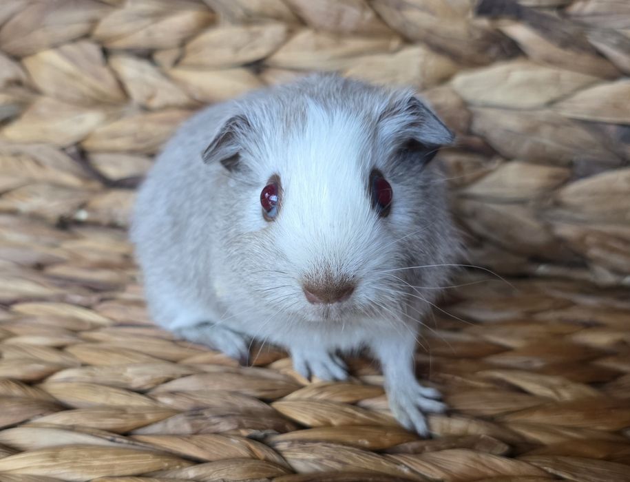 Девочка гладкошерстная п-к "Малютка Пиг" морская свинка