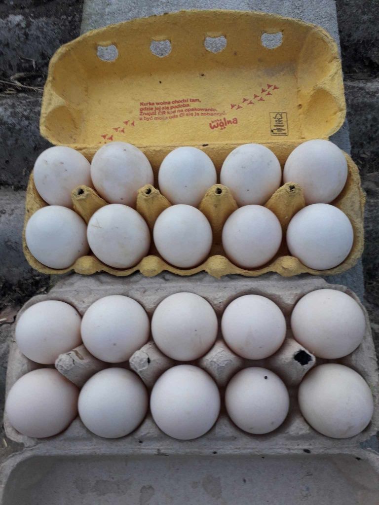 Jaja lęgowe kaczek staropolskich cena za sztukę 2zł