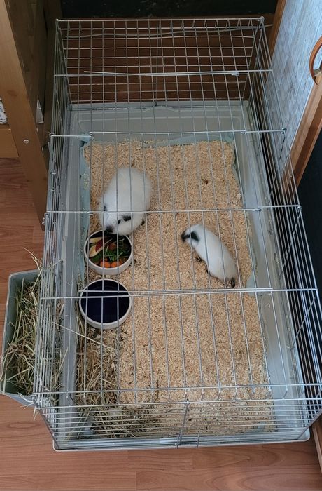 Wyprawka + Świnka morska samiczki california samica