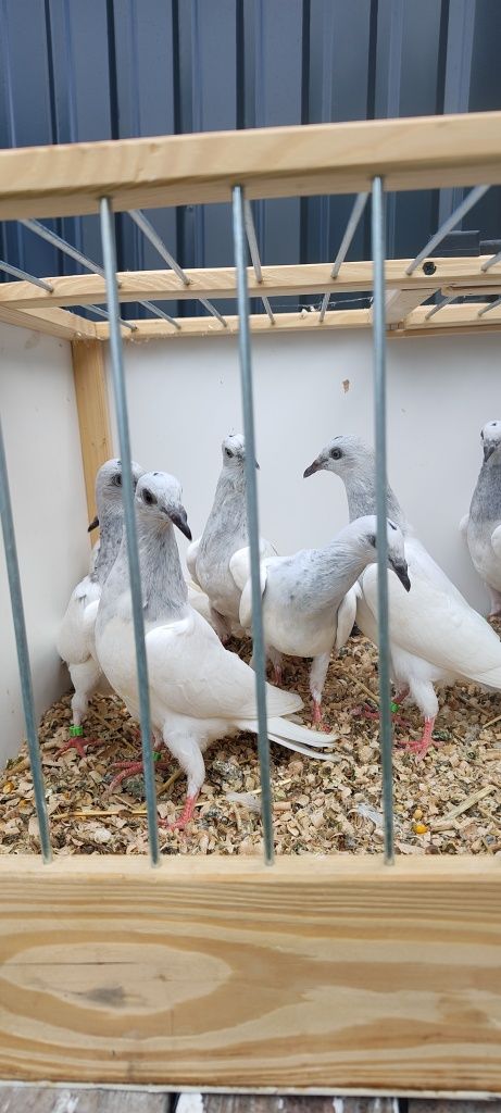 Jasne srebrniaki młode 15 sztuk