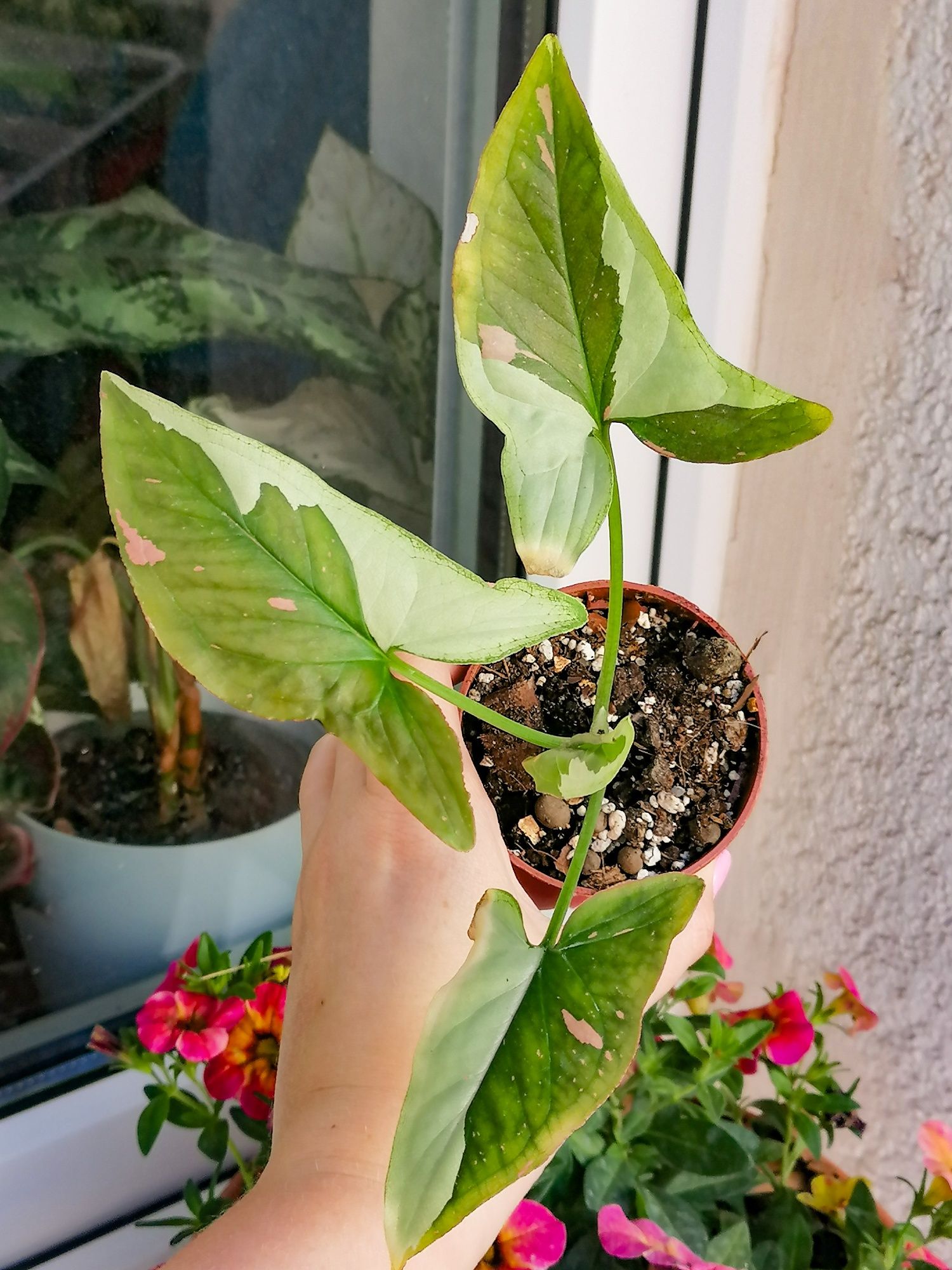 Syngonium tricolor chocolatte kolekcjonerskie