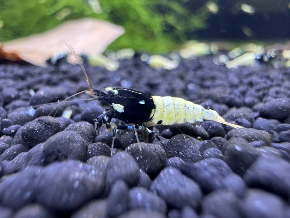 Krewerki Cardina Pinto Spotted Black