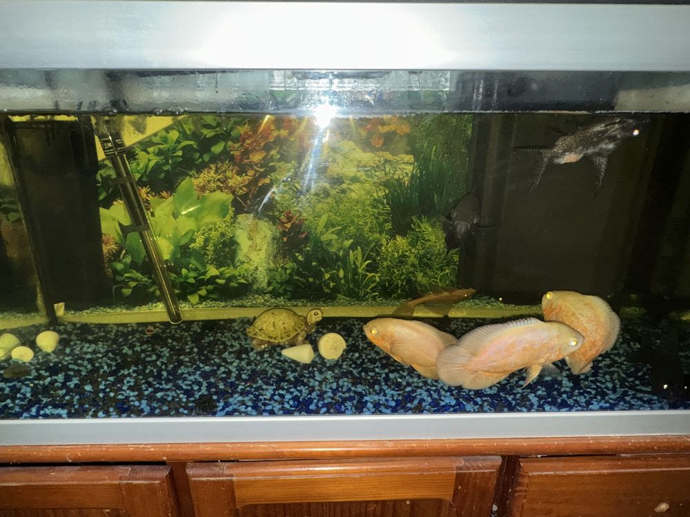 Aquario de 200 litros com oscares