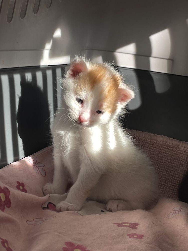 kotki do adopcji