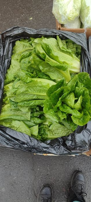 Продам салат Ромен