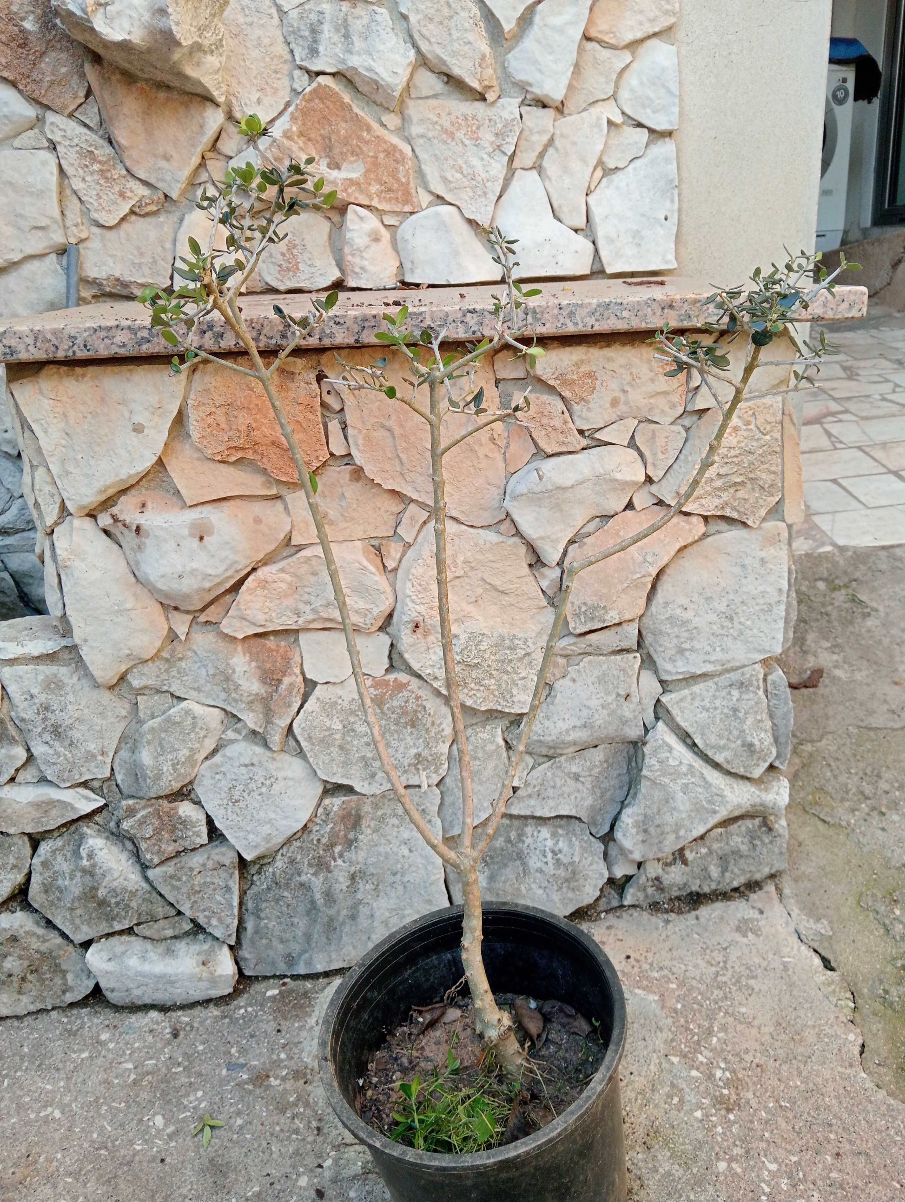 Oliveiras de jardim