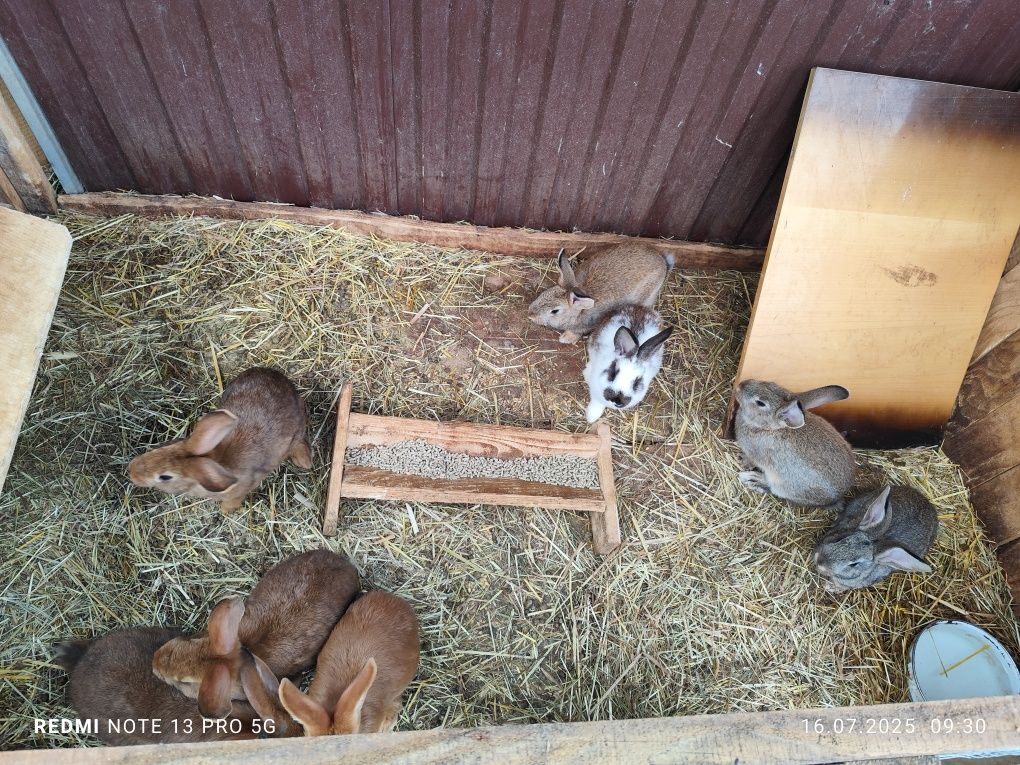 Króliki cena za sztukę.
