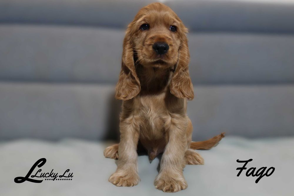 Szczenięta Cocker Spaniel Angielski - hodowla LUCKY LU
