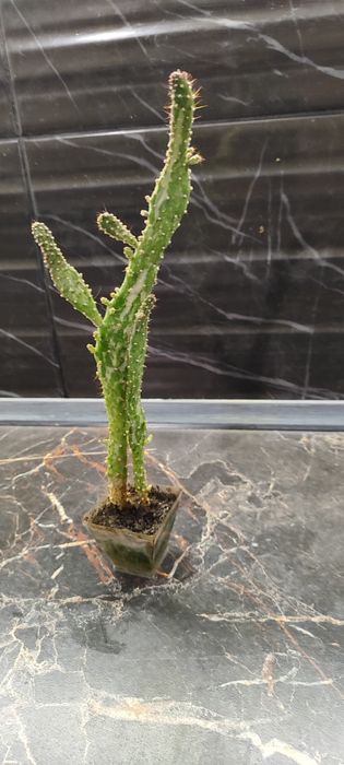 Антуріум, сукуленти, кактуси, драцена, алоє Флораріум Луцьк