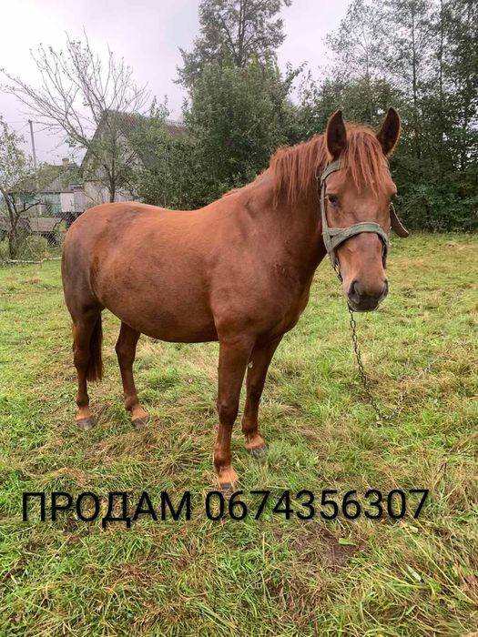 Продам робочу кобилу.