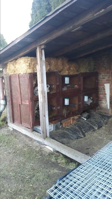 klatka  drewniana dla dużych królików BOS OSC