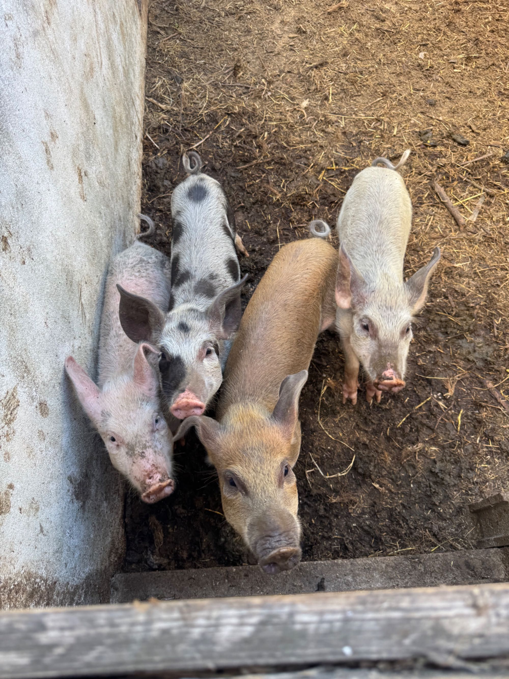 Vendo Leitões grandes cerca 30kg