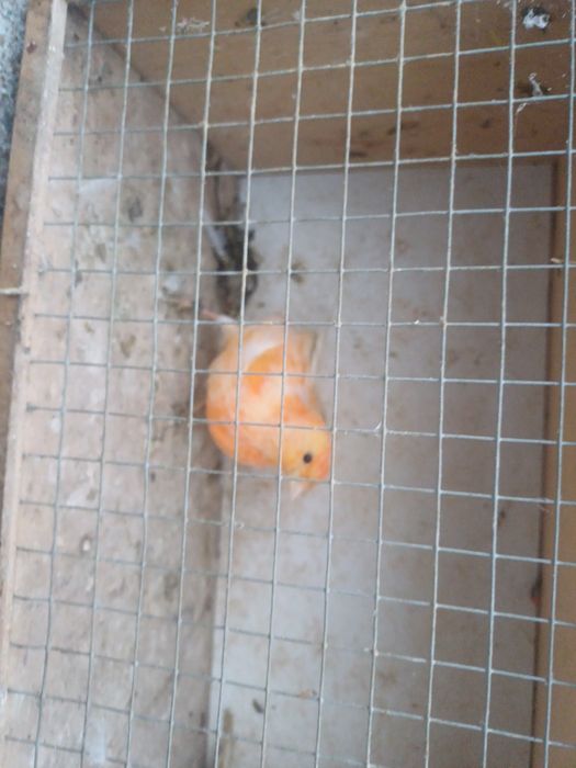 Kanarki likwidacja hodowli