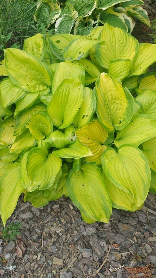 Pachnącą hosta z ogrodu