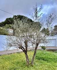 Oliveira Jardim - P/Bonsai