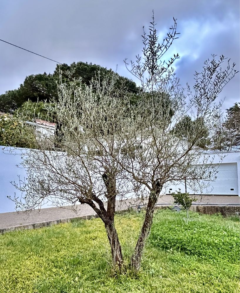 Oliveira Jardim - P/Bonsai