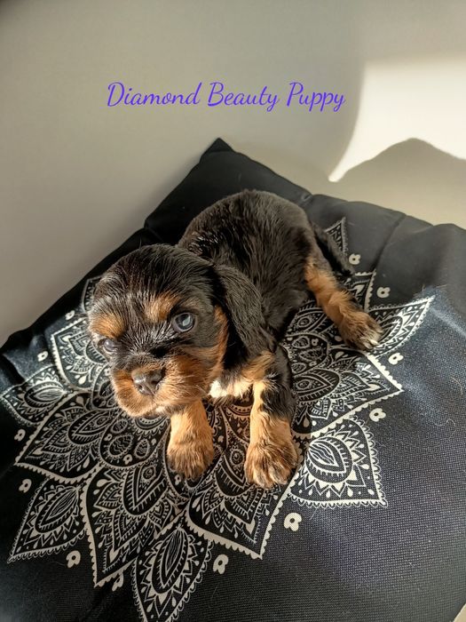 Cavalier King Charles spaniel maści B &t