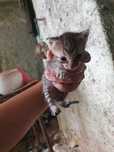Animais gatinhos bebés