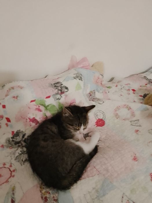 Fajny kotek za darmo