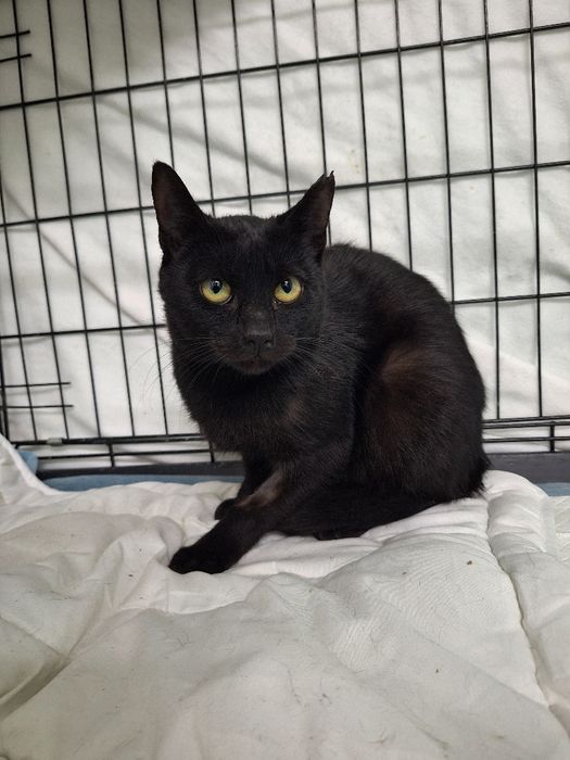 Kotka do adopcji