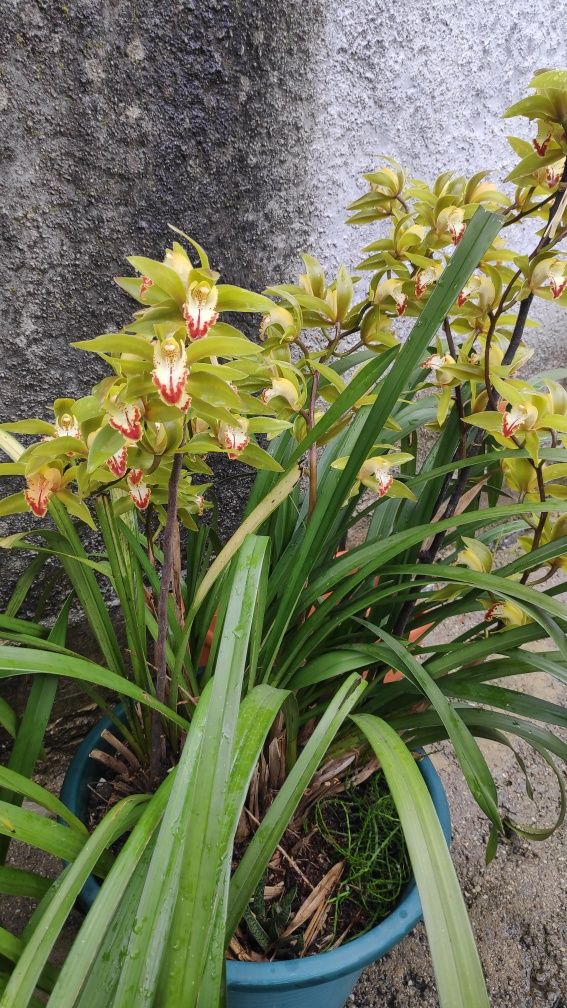 Orquídea verde amarela e vermelha