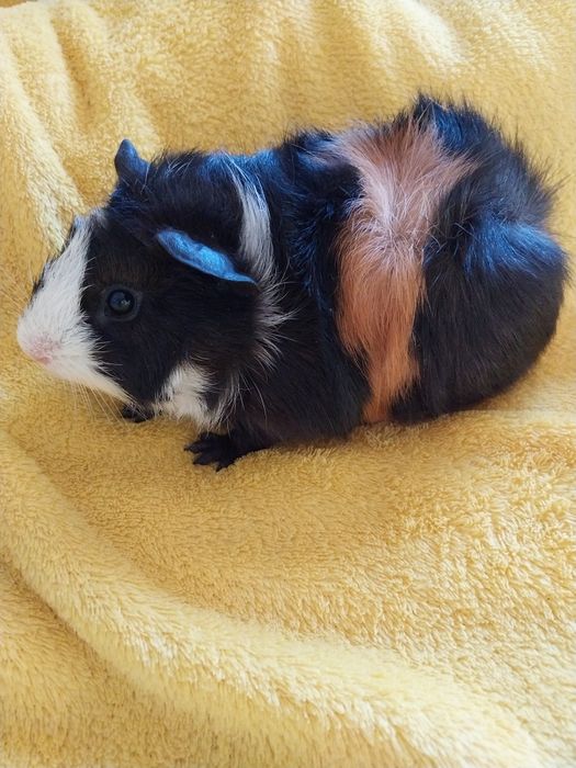 Świnka morska rozetka-samczyk.