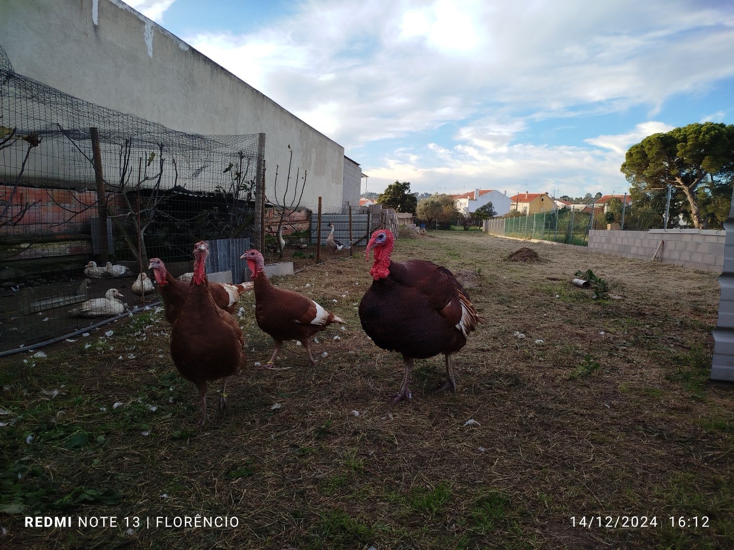 Ovos de peru red bourbon - disponíveis