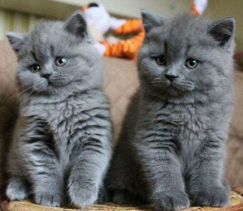 Плюшевые мальчишки с документами, для Вас))