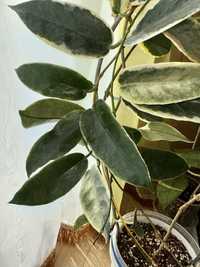 Хойя Archboldiana variegata