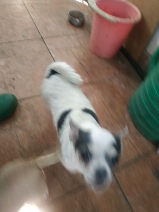 Чихуахуа девочка красива, гладкошерстная