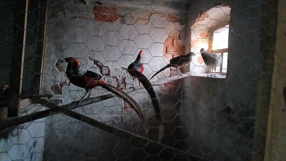 Bażant złocisty  2 parki na sprzedarz