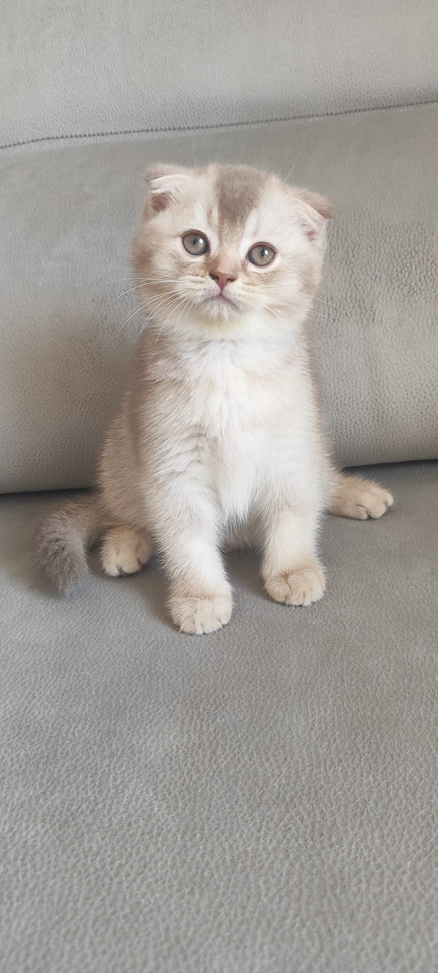Gatinho scottish fold