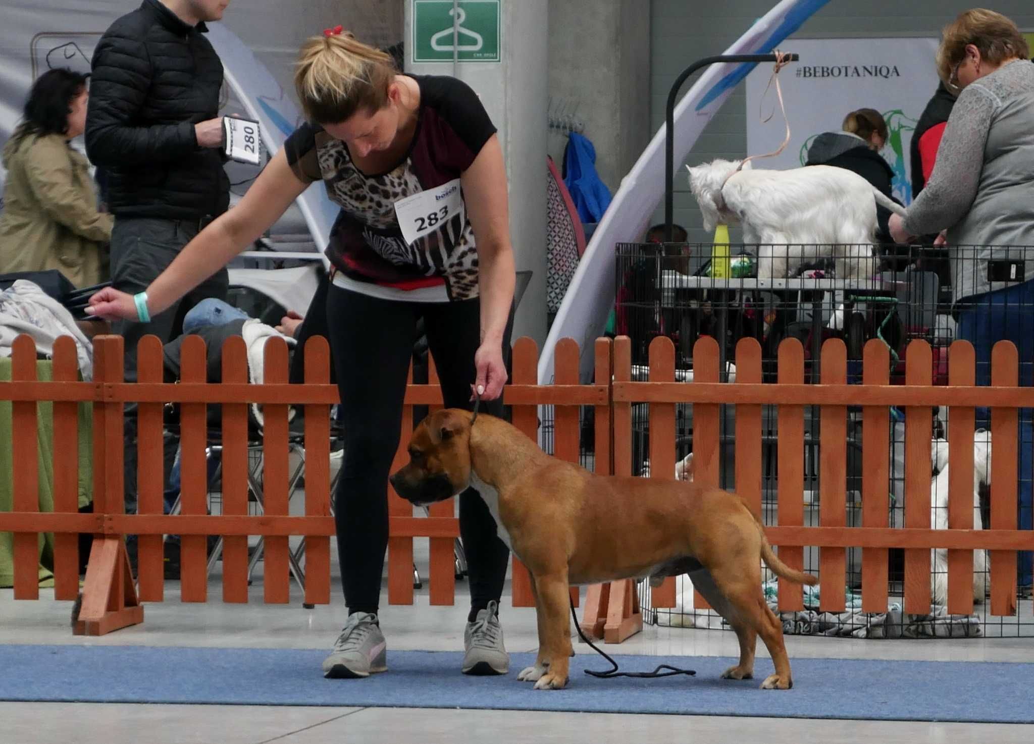 Staffordshire Bull Terrier ZKwP , Staffik FCI, piękny piesek - DEXTER