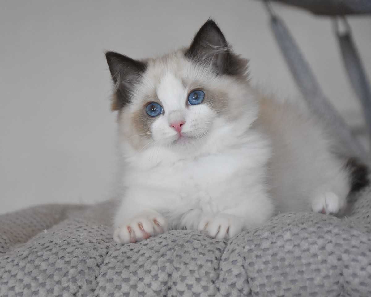 Ragdoll kotka Stella z rodowodem FIFe - Seal Bicolor