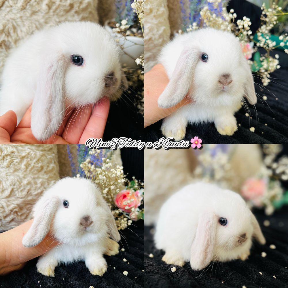 Rasowe króliczki MINI LOP (królik miniaturka) hodowla zarejestrowana