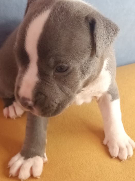 Błękitny Szczeniak Amstaff Blue