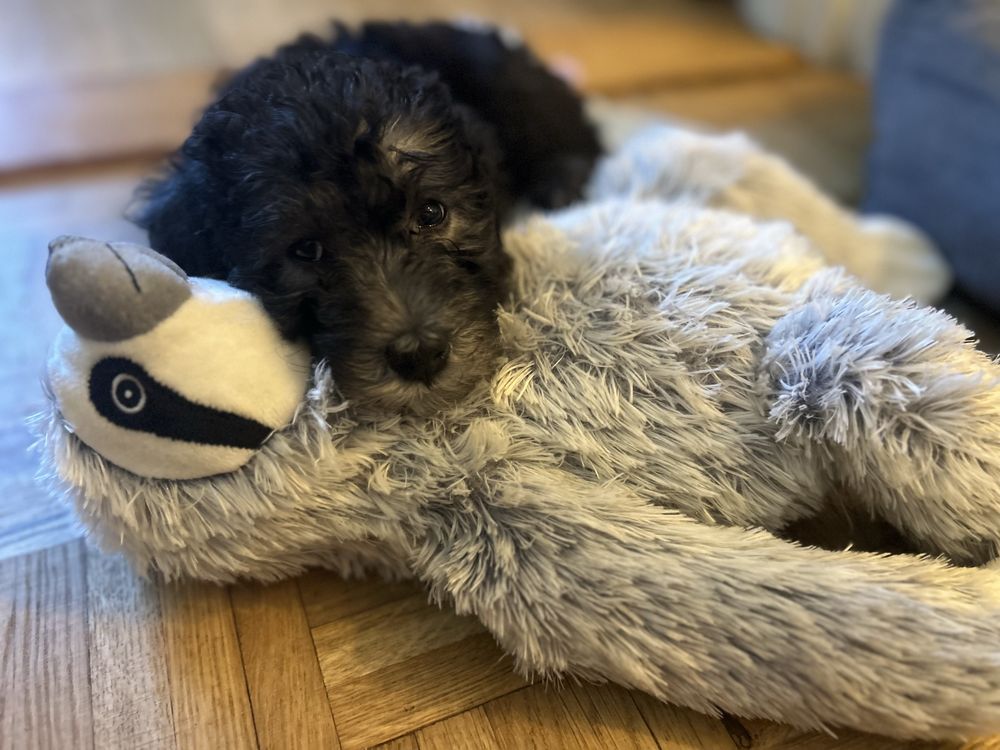 Bedlington terrier FCI szczenię
