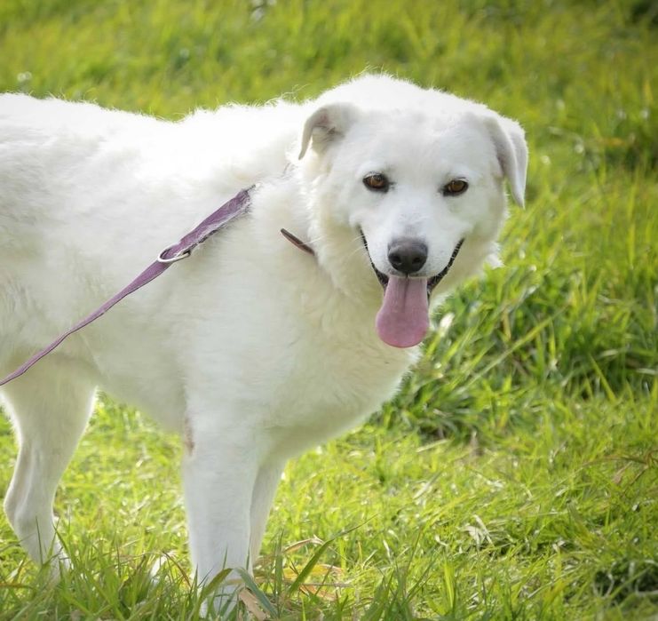 Goldenkowata Lisa czeka na dom w schronisku ADOPCJA