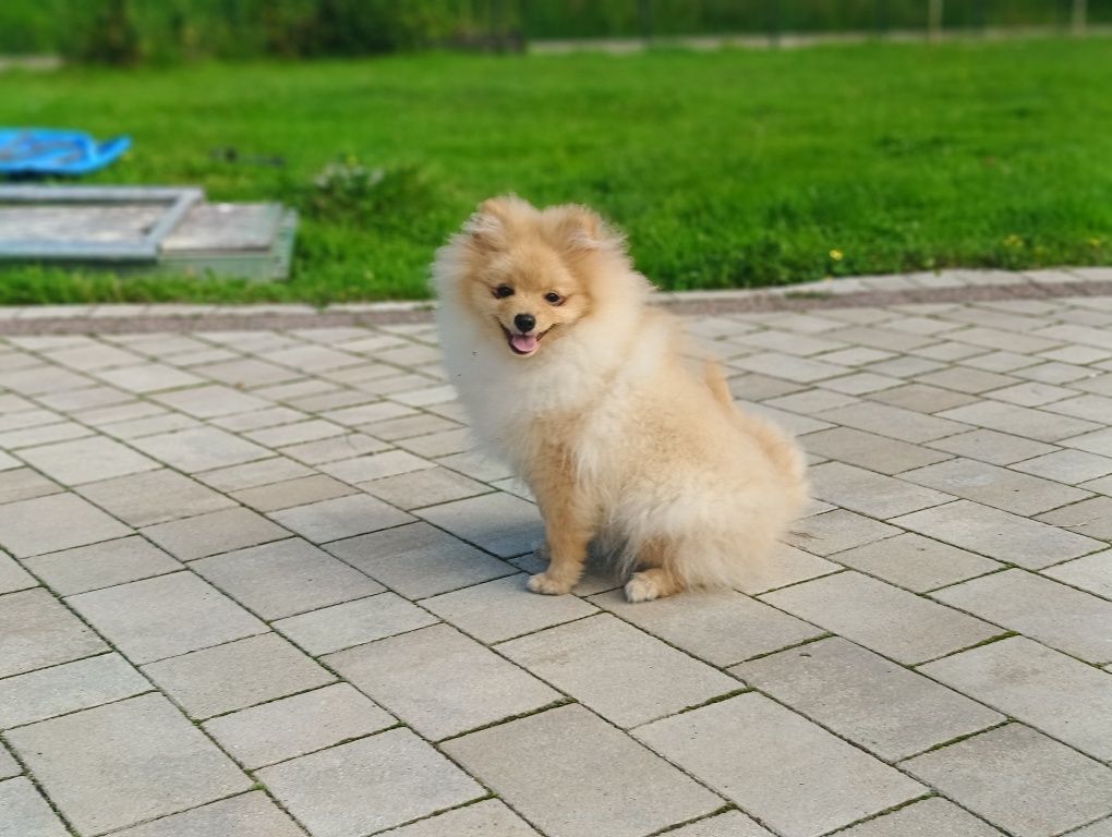 Rezerwacja Chłopiec Szpic mały pomeranian ZKwP