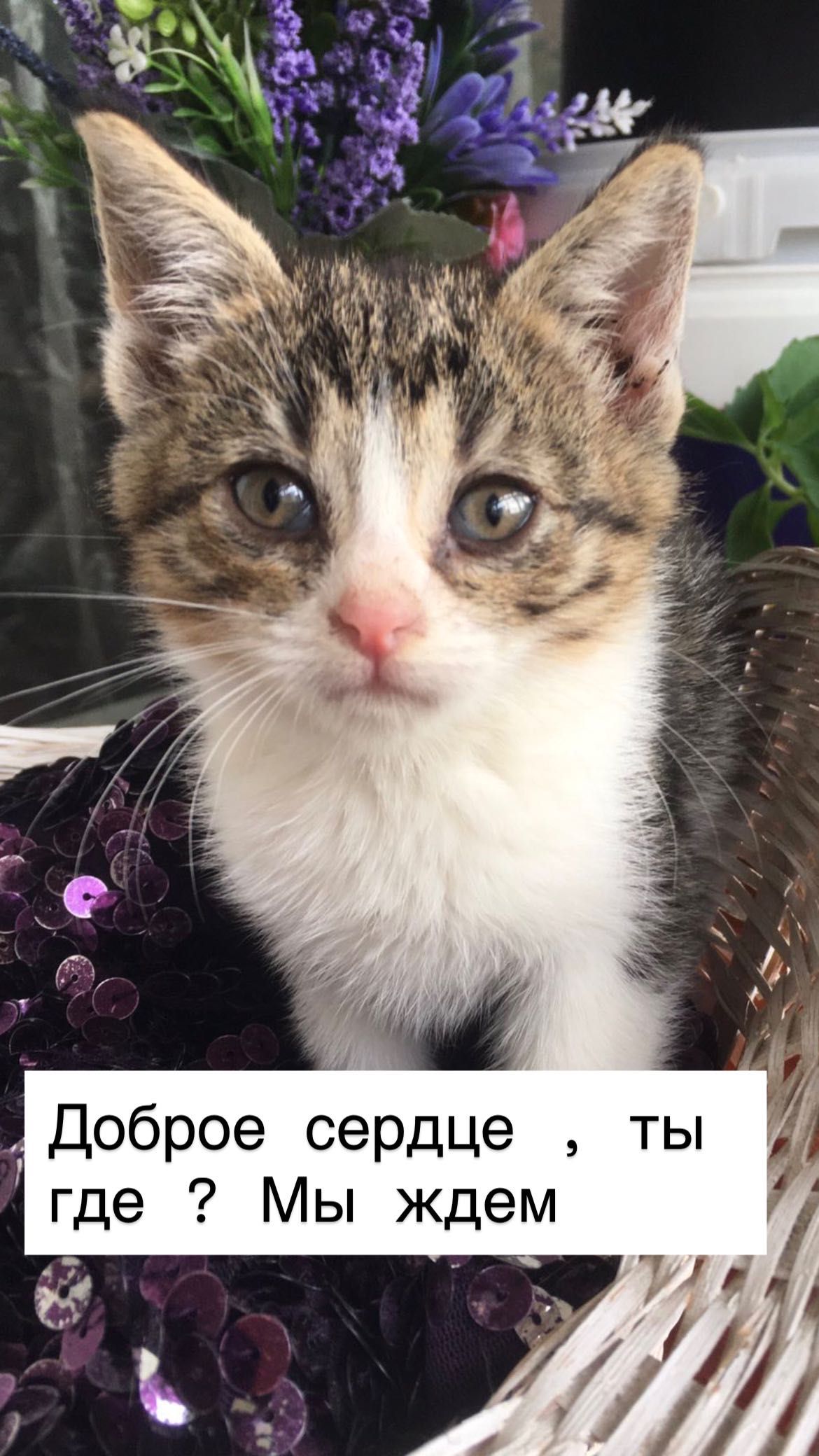 Она победила смерть . Котенок Бесплатно