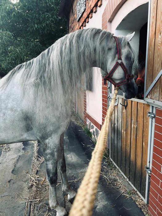 Ogier arabski -DESERT EAGLE