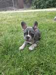 Buldog Francuski