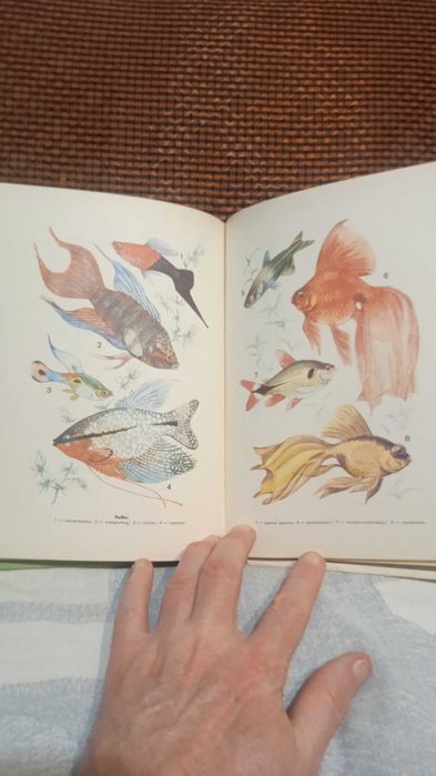 Уголок природы в детском саду.